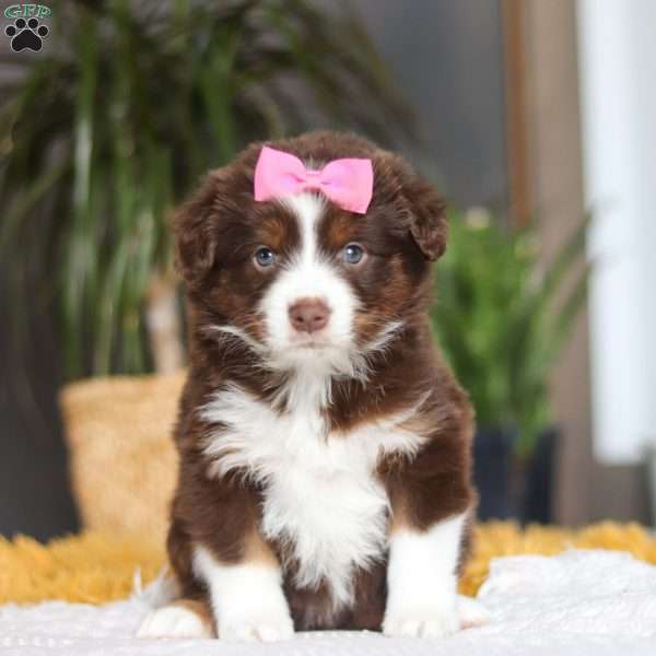 Digger, Miniature Australian Shepherd Puppy